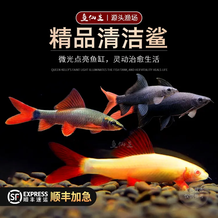 清道夫鱼彩虹鲨金苔鼠淡水发货专吃鱼缸粪便热带观赏鱼清洁工具鱼