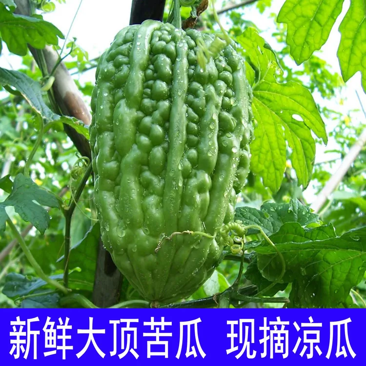 「新鲜现摘」大顶苦瓜凉瓜口感爽脆清甜广东大肉苦瓜青皮当季大果
