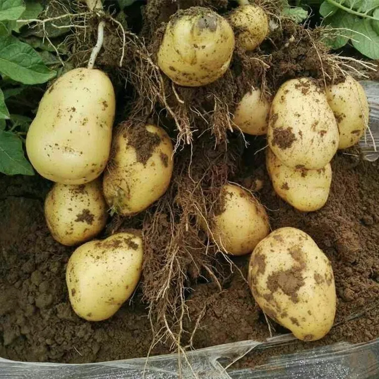 《农村土豆大小混合》贵州农家自种土豆