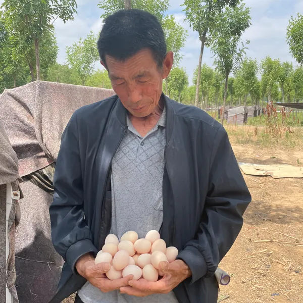 丰禾园 林下散养土鸡蛋 30枚/礼盒装 现捡现发