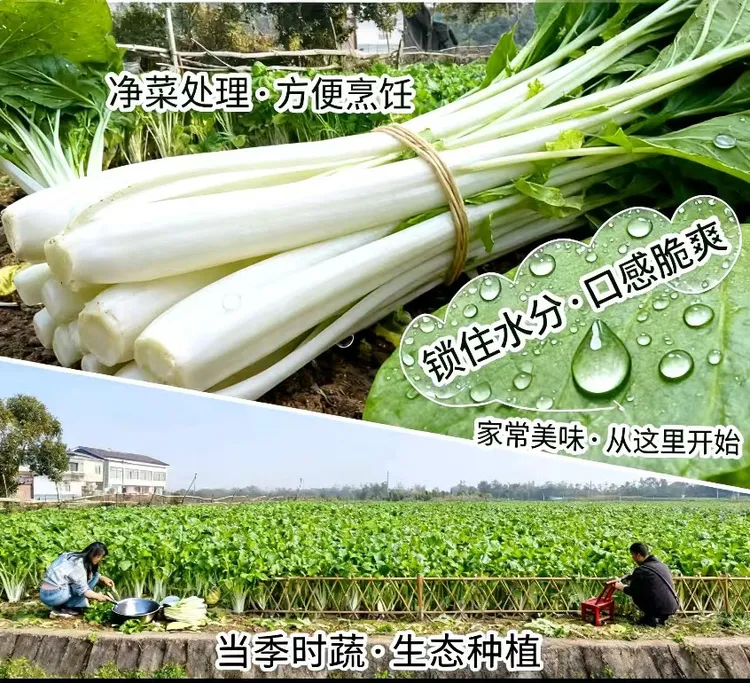 新鲜箭杆白白菜高杆白菜高脚白新鲜蔬菜包邮坏单包赔品质优良