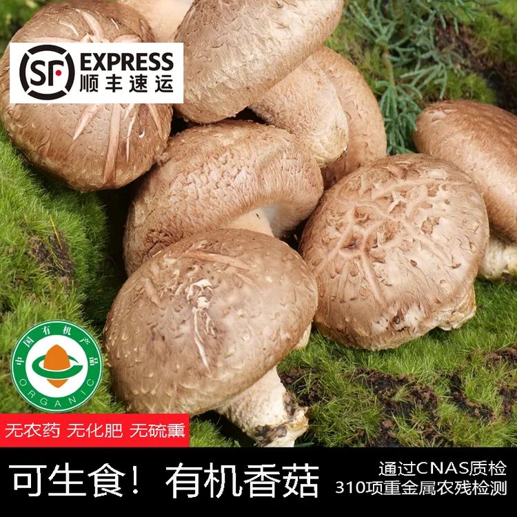 可生食[新鲜有机刺生香菇] 无甲醛硫熏 低卡美味炖鸡煲汤鲜爽浓郁