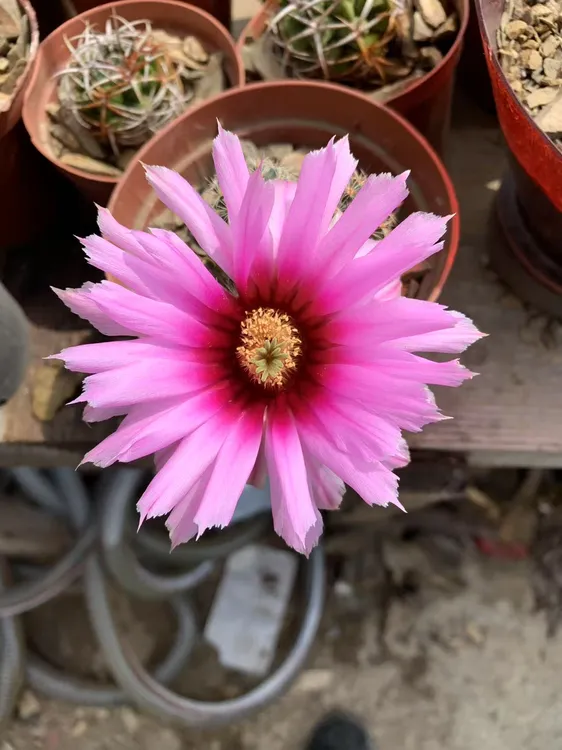 开花仙人球折磨虾室内绿植带花苞好养易活趣味盆栽植物