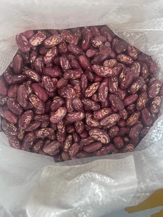 东北特产紫花芸豆