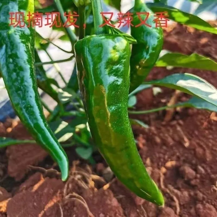 东北辣妹子正宗薄皮辣妹子新鲜辣椒特辣辣椒青辣椒超新鲜