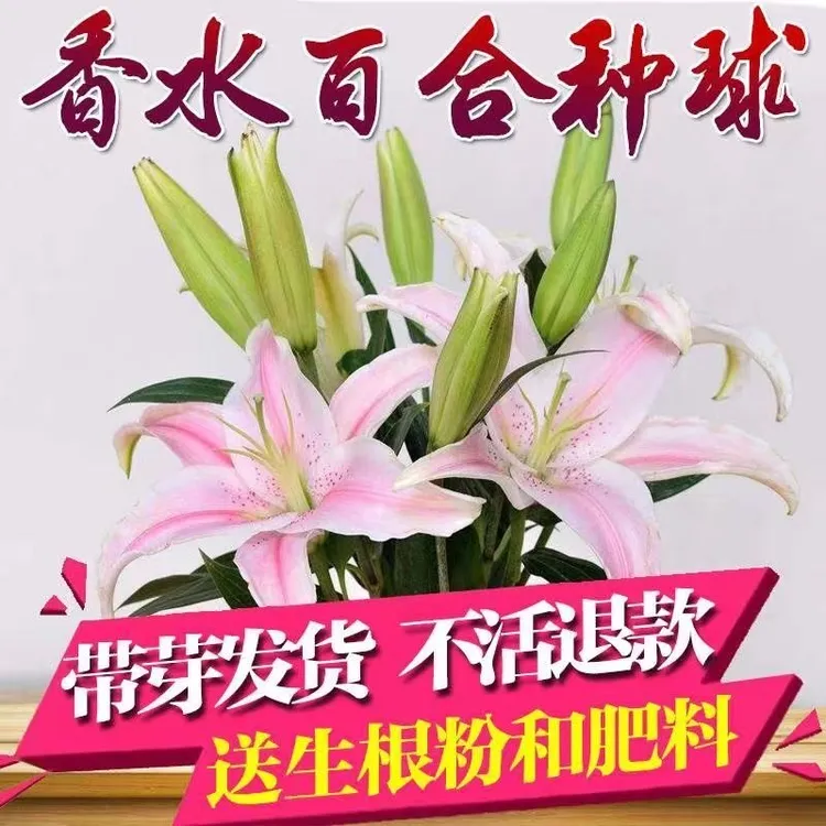 【带盆带土种好发货】香水百合种球四季开花卉好养活南北方盆栽种植