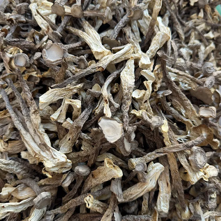 鹿茸菇干货 新鲜土特产