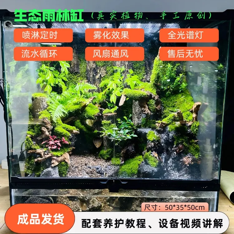 小型雨林缸造景成品洞穴角蛙树蛙饲养生态缸苔藓绿植流水盆景摆件