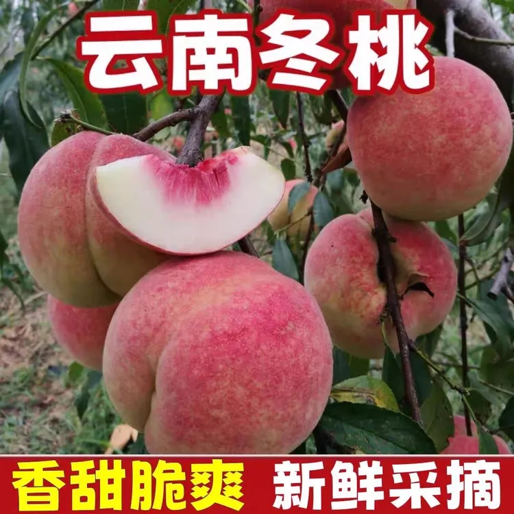 云南冬雪蜜桃新鲜鲜摘冬桃高山当季水果