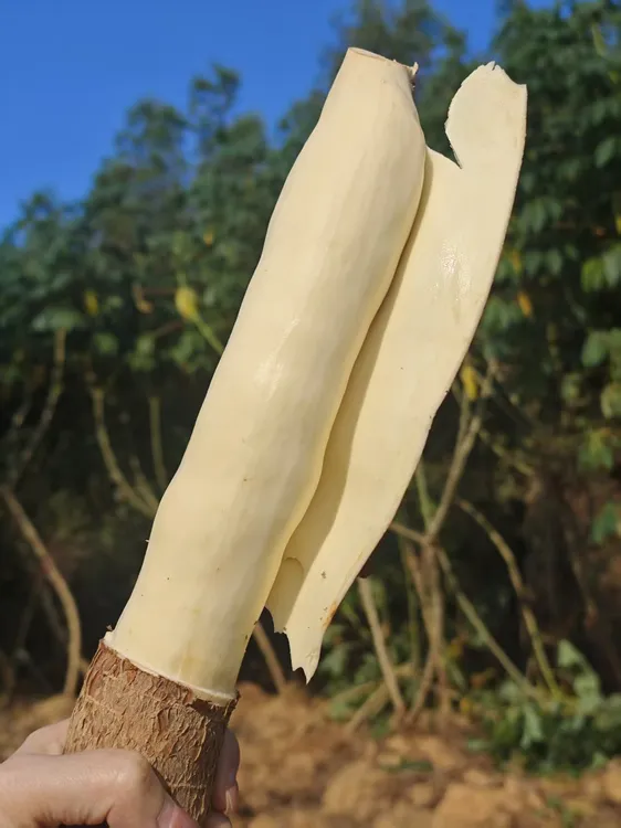 广西灵山正宗黄心木薯面包鸡蛋黄肉木薯新鲜现挖粉糯糖水板栗羹