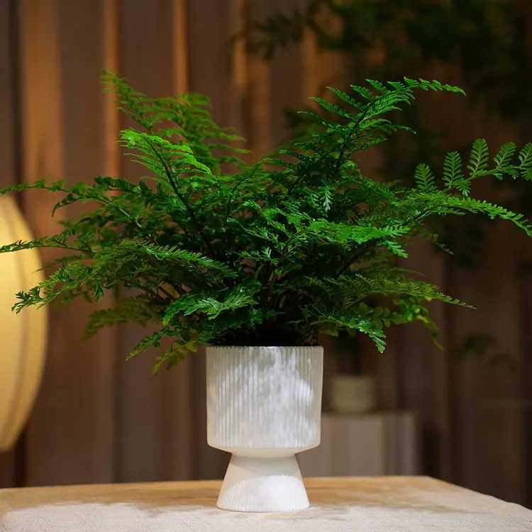 吉姆蕨宝石蕨四季常绿植物客厅办公室桌面盆栽净化空气吸甲醛绿植