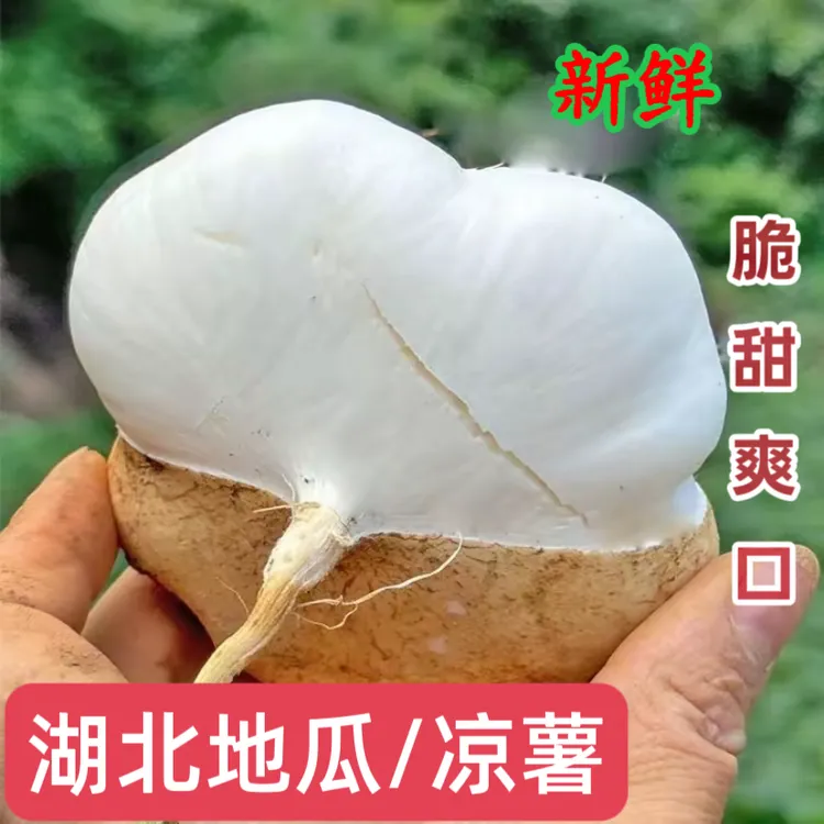 湖北地瓜新鲜沙地凉薯脆甜多汁可生吃可做菜