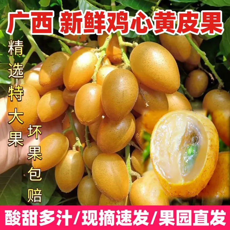广西鸡心黄皮果现摘现发当季酸甜可口新鲜水果现摘现发