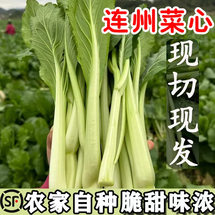 顺丰包邮广东连州菜心新鲜现摘迟菜心农家当季时令蔬菜脆甜爽口
