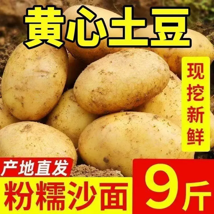 2026年黄皮黄心土豆新鲜现挖沙糯粉面马铃薯洋芋蔬菜