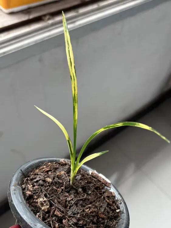 兰花绿植直播专用链接一物一拍
