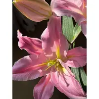 【大聪明卖花】致敬香水百合 任意两单花材升级顺快递-元旦福利