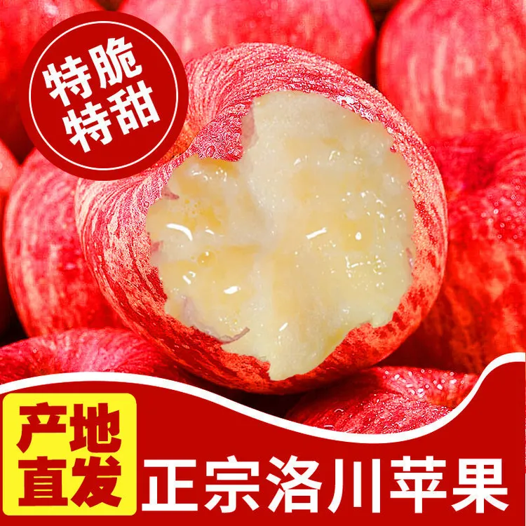 【精选洛川苹果】陕西洛川苹果正宗脆甜红富士新鲜苹果水果采访