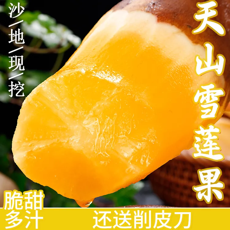 【现挖】云南天山雪莲果低糖新鲜现挖黄心脆甜多汁应季水果产地直发