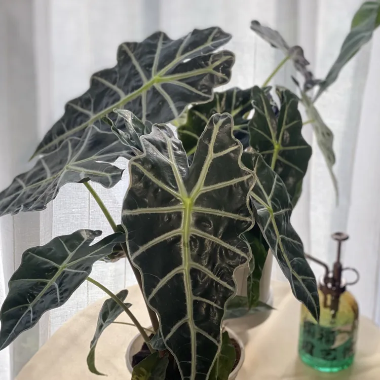 禤禤家海芋合集 非洲面具大仙女双株爆盆室内好养盆栽