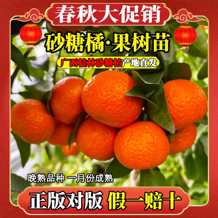 【无籽砂糖橘苗】正宗对版广西水果四会砂糖橘果树苗桔子树盆栽地栽