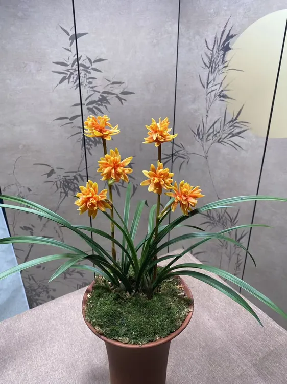 春兰铭品【黄金奇蝶】 金黄红双色花瓣 室内外好养兰花绿植