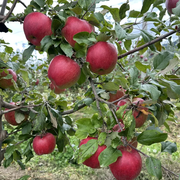 林芝红富士糖心苹果【口感脆甜】  