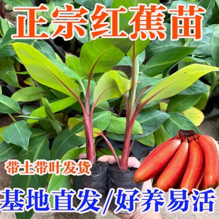 香蕉树苗新品种红美人香蕉苗带土带叶发货好种植好管理绿植果树