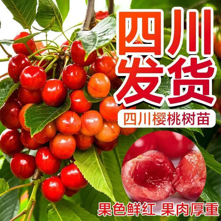 玛瑙红樱桃树苖矮化大樱桃苗嫁接苗盆栽南方北方种植阳台庭院栽种