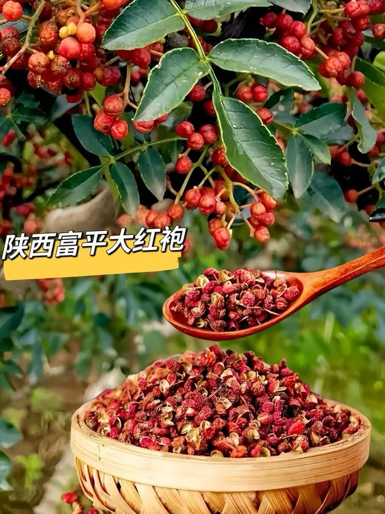 陕西大红袍花椒特香特麻