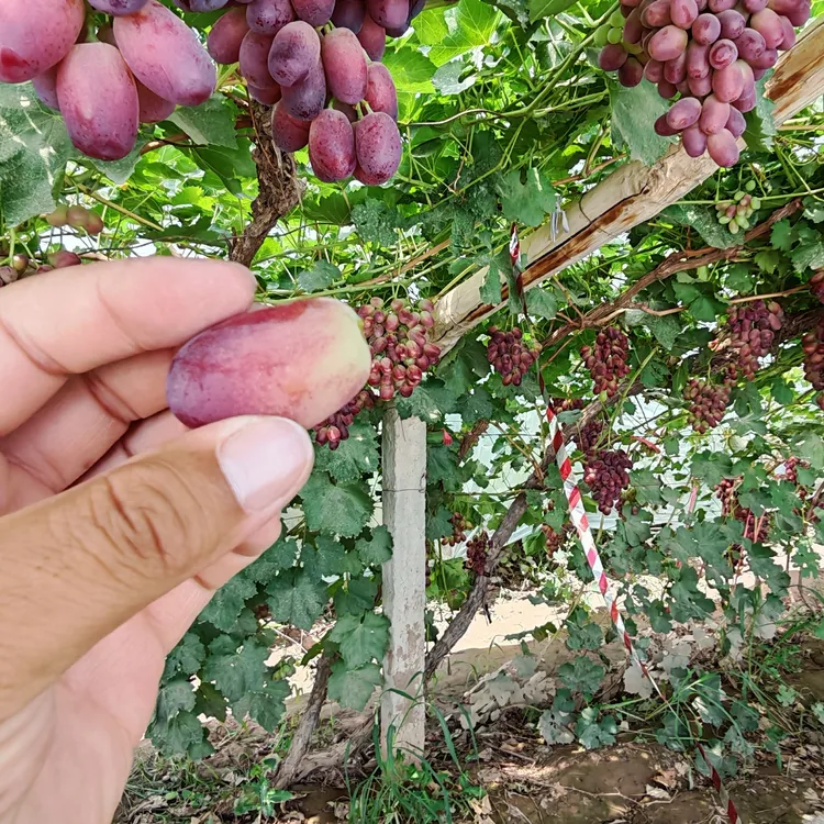 甘肃敦煌马特葡萄早上现摘新鲜鲜 葡萄新鲜整箱6斤装顺丰空运包邮