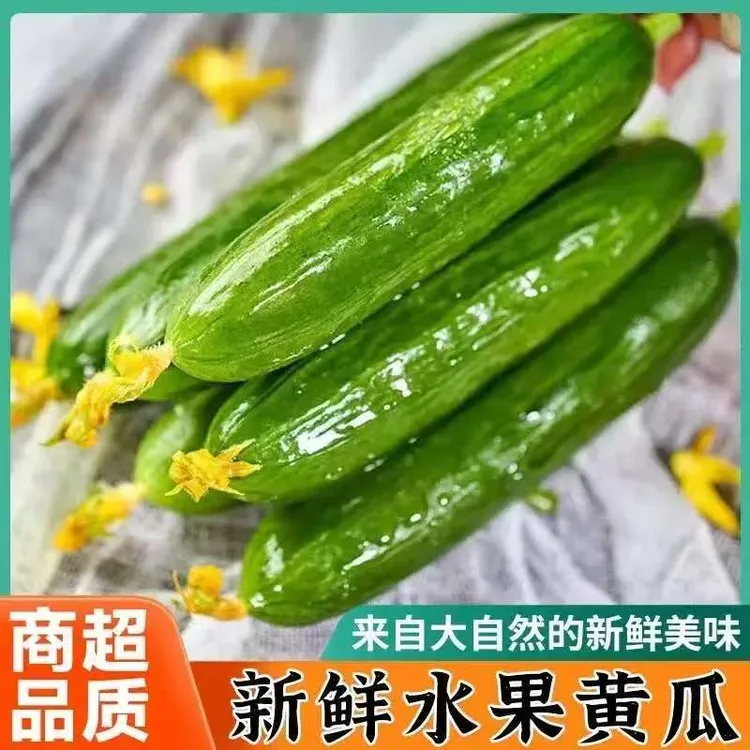 新鲜水果小黄瓜现摘即食脆嫩无刺可生吃的蔬菜