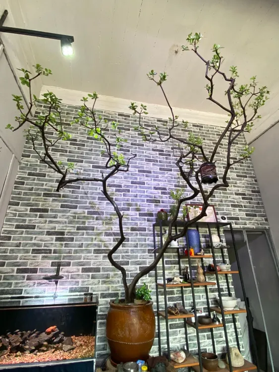 海岛春花石斑木高山悬崖天然造型适合室内外空间装饰绿植盆景