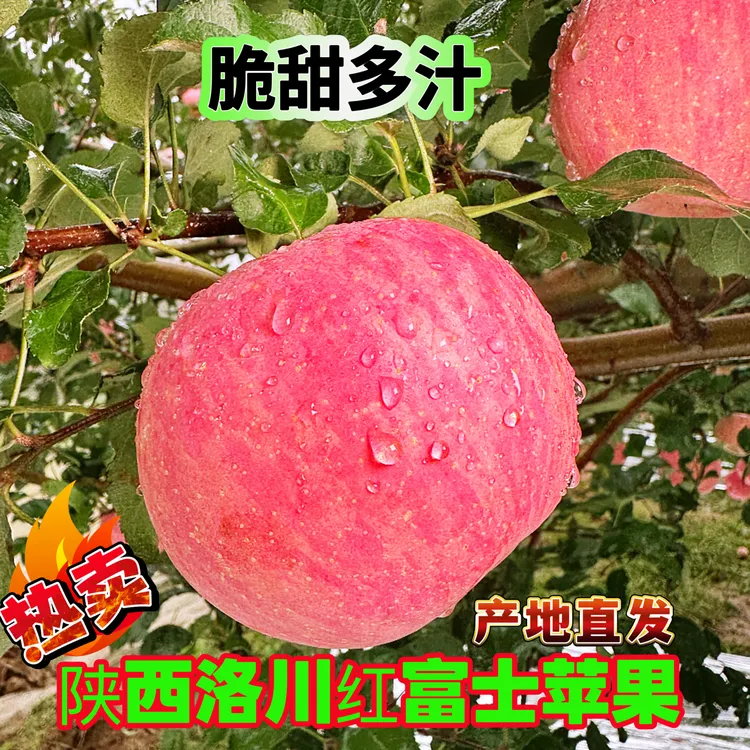 陕西洛川红富士苹果脆甜多汁苹果果园直发5斤/10斤红富士香甜苹果