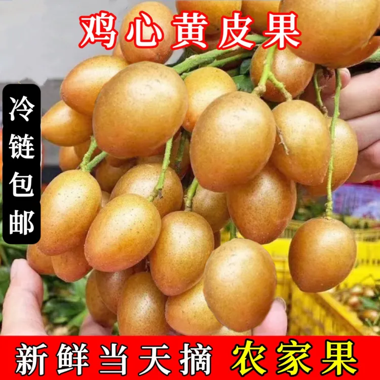 【新鲜速达】正宗鸡心黄皮果现摘广西黄皮现货酸甜应季水果黄弹子