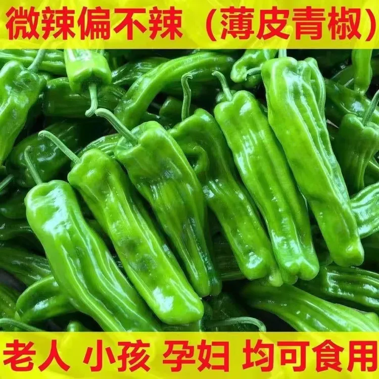 （助农扶贫）新鲜现摘虎皮微辣薄皮不辣青辣椒夏季蔬菜产地直发