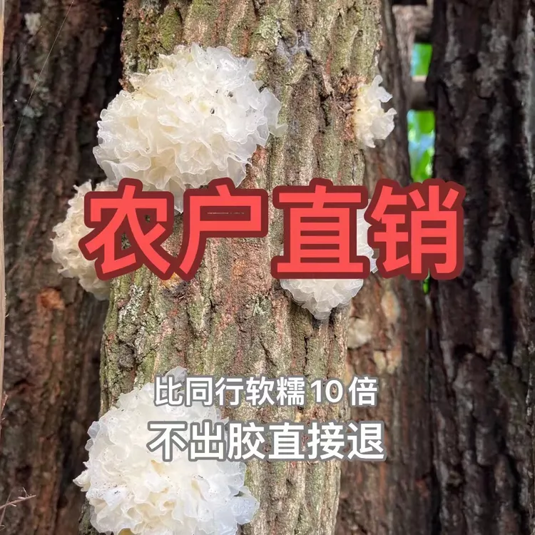 【软糯出胶】椴木小银耳白木耳莲子羹干货甜糯口感出胶高