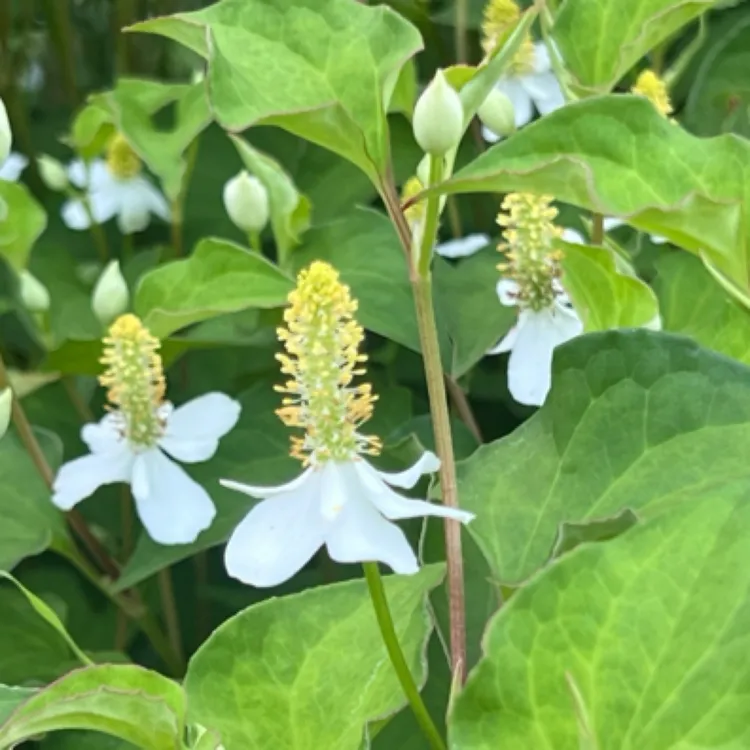 野生新鲜鱼腥草 天然现挖折耳菜两斤 侧耳根九节莲