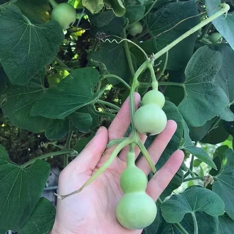        古哈尔 卡怕克    葫芦酱