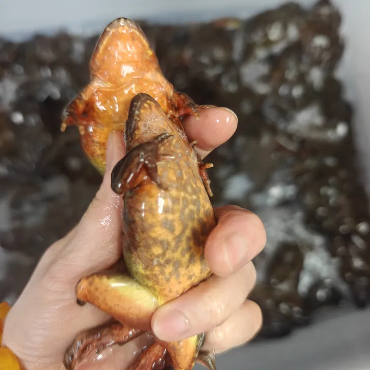 东北林蛙鲜活发货13-14个一斤