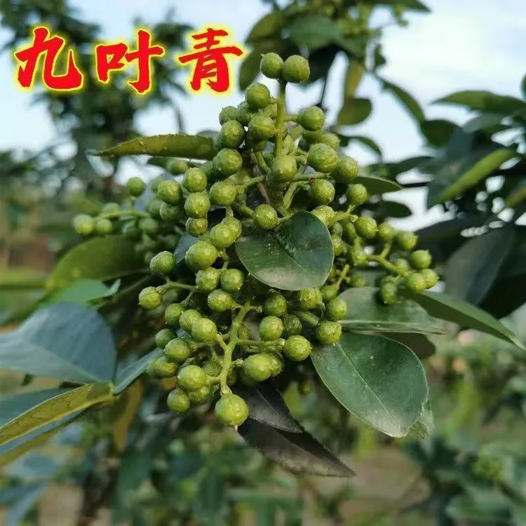 花椒树苗九叶青花椒苗南北方庭院种植麻椒苗地栽盆栽耐寒当年结果