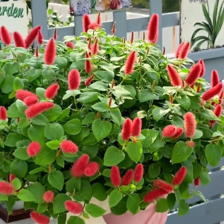 红樱吊兰盆栽岁岁红猫尾红花卉植物室内花苗四季开花阳台好养易活