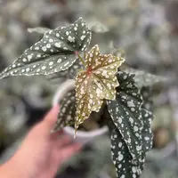 沙丁鱼秋海棠【图克x奥斯卡】随机发货