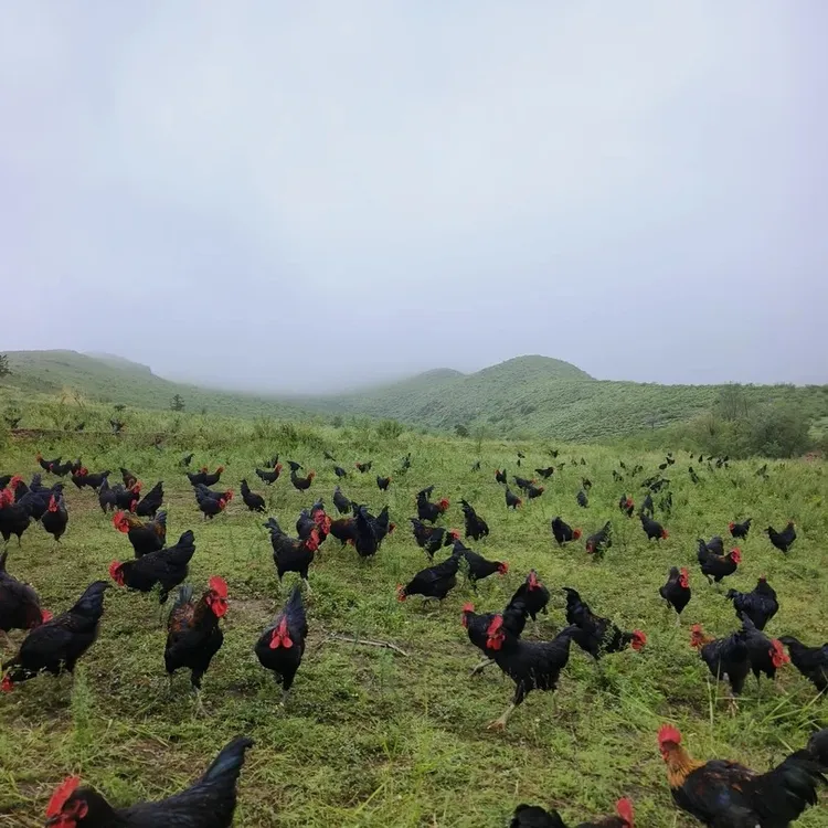 内蒙古大山散养五个月黑腿公鸡（适合红烧炒鸡）