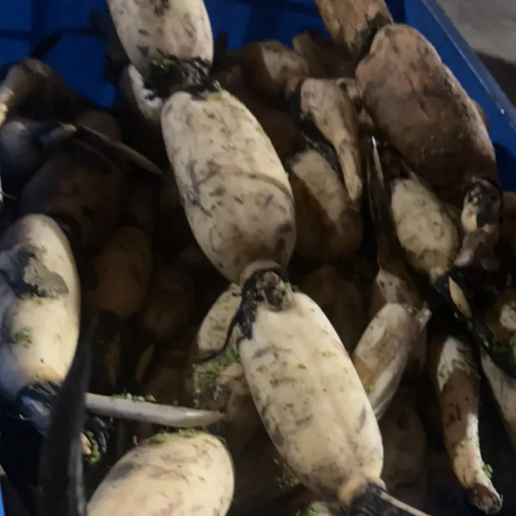 自家新鲜现挖藕清甜可口可清炒凉拌适合生吃现采现发10斤一箱莲藕