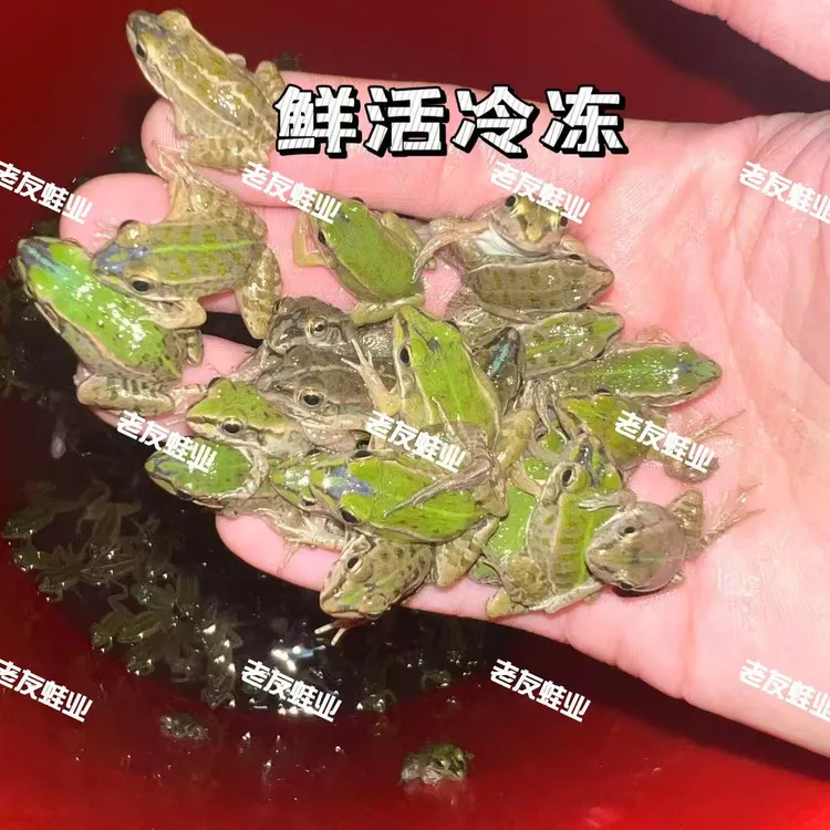 【分装款】-78°干冰保鲜雷龙饲料冷冻稻田小青蛙高蛋白长帆稻田蛙