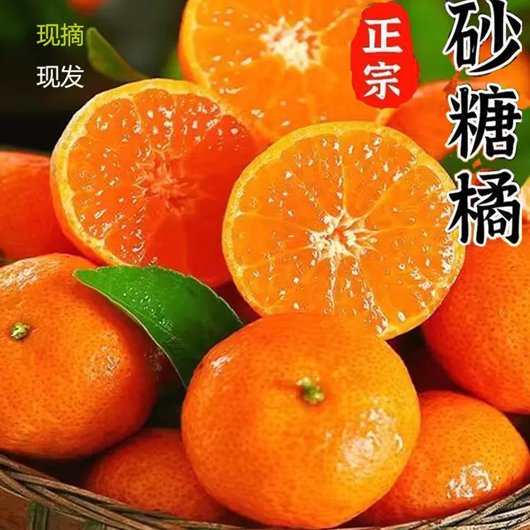 广西砂糖橘现摘金秋砂糖桔无籽新鲜小蜜桔子应季孕妇水果果农直发