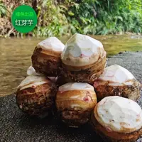 D现挖芋头新鲜红芽牛奶芋母应季蔬菜芋头粉糯香脆芋头大果香脆鲜