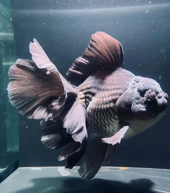 蓝牌1号-20号百褶将军体大头泰狮金鱼观赏鱼冷水好养耐活包邮包