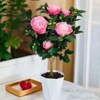 带花苞送花盆香味好养的香妃茶花盆栽可室内外四季养殖